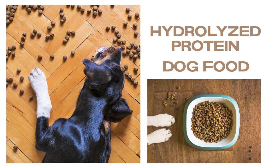 Dog eating dry food with hydrolyzed protein