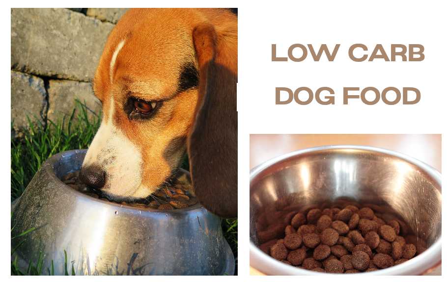 dog food low in carbs